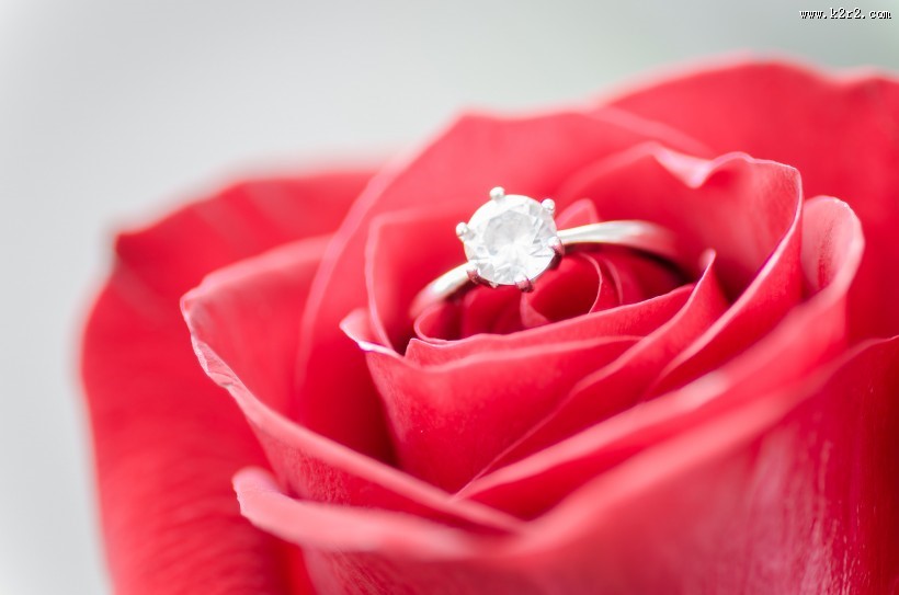 红玫瑰特写图片大全