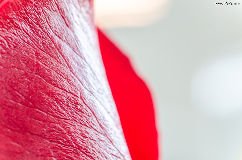 红玫瑰特写图片大全