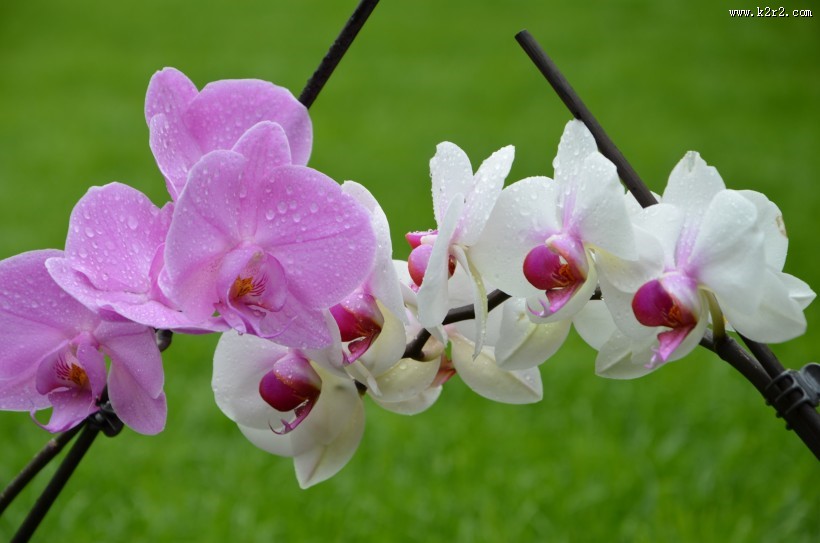 芬芳吐艳的蝴蝶兰花图片