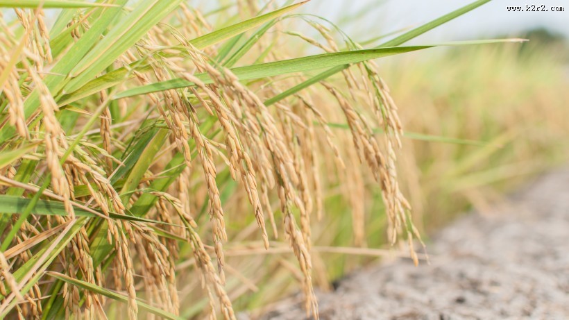 金灿灿的水稻图片