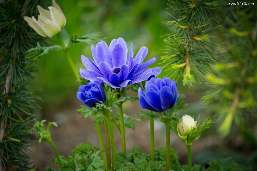 紫色日本银莲花图片