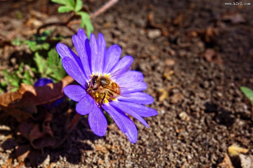 紫色日本银莲花图片