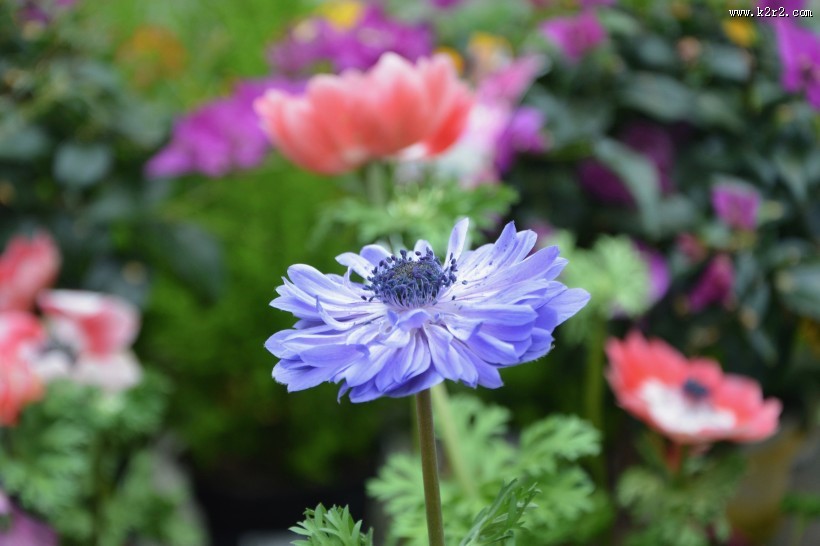 紫色日本银莲花图片