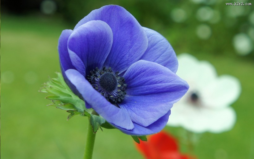 紫色银莲花图片