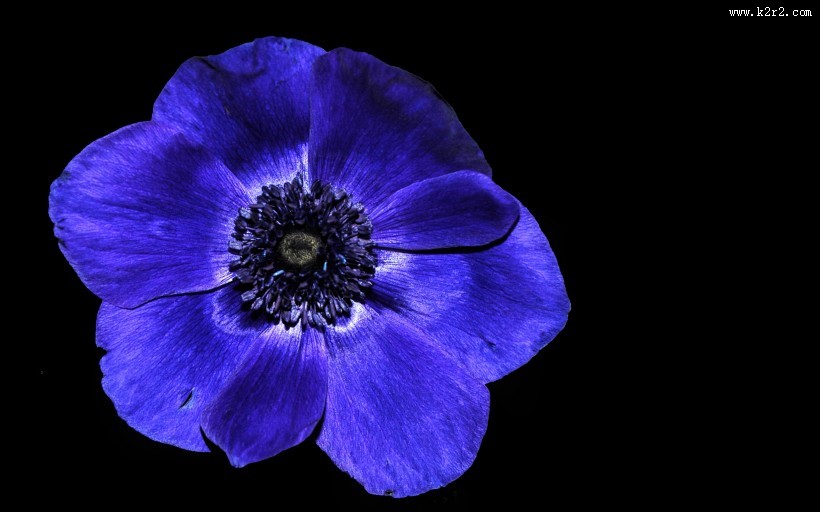 紫色银莲花图片