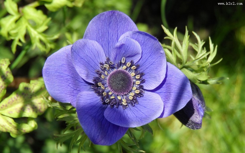 紫色银莲花图片