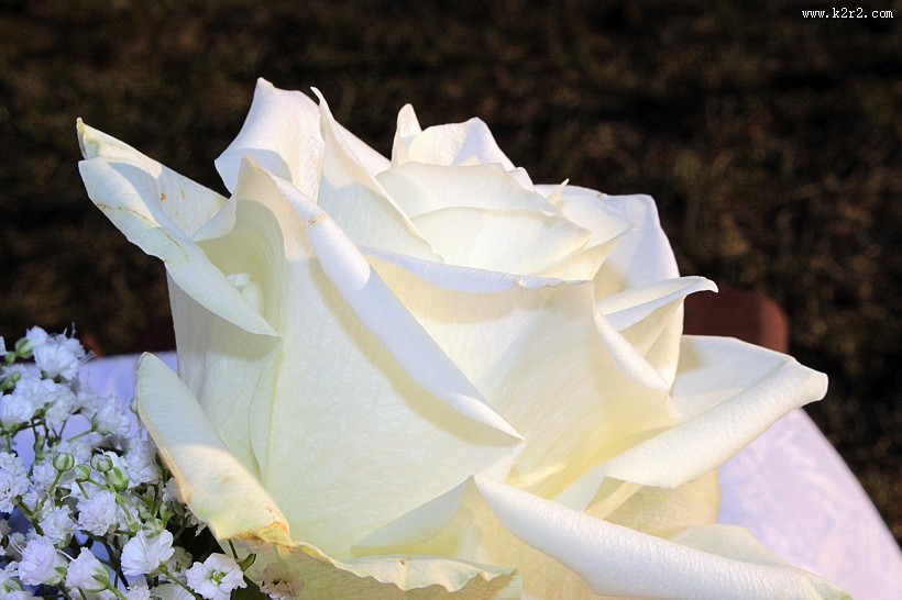 清纯淡雅的白玫瑰图片大全