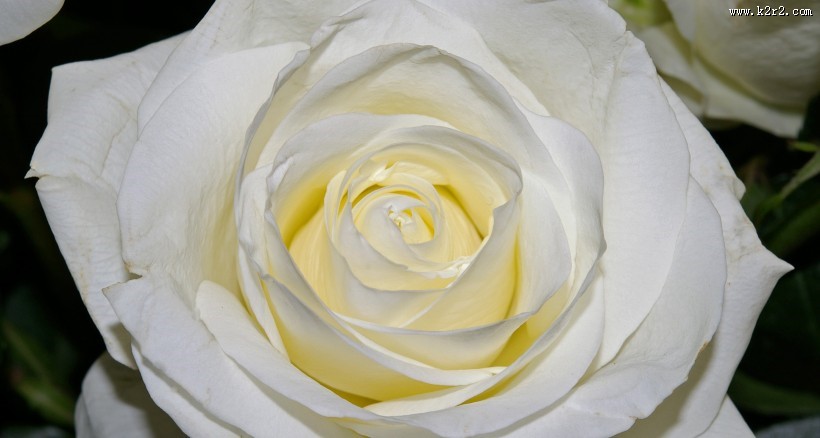 清纯淡雅的白玫瑰图片大全