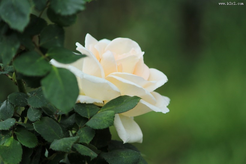 清纯淡雅的白玫瑰图片大全