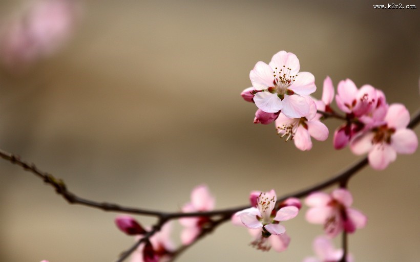 美丽的山桃花图片