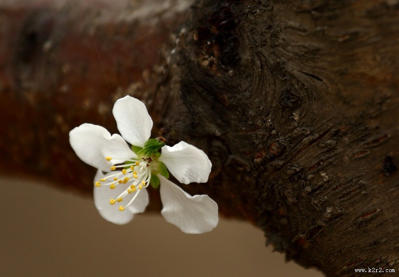 美丽的山桃花图片