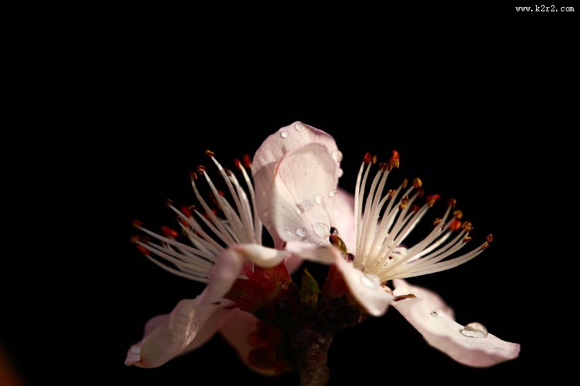 美丽的山桃花图片