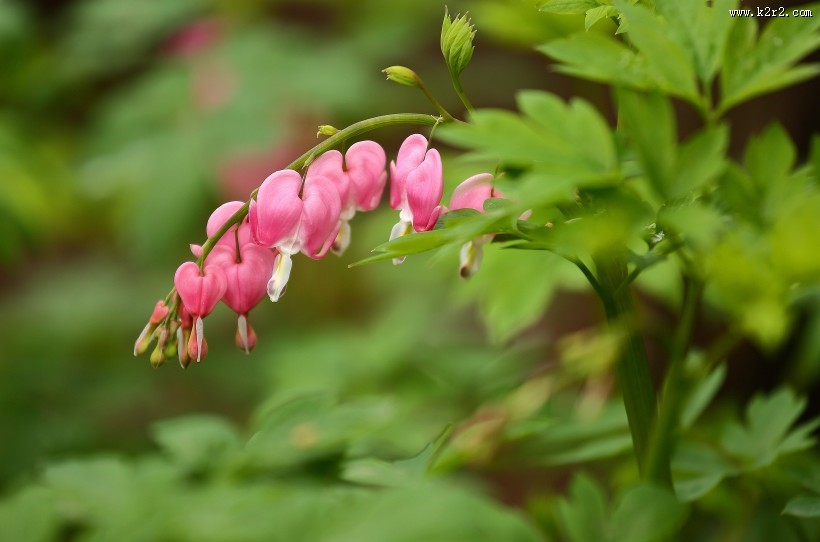 耐寒的荷包牡丹图片
