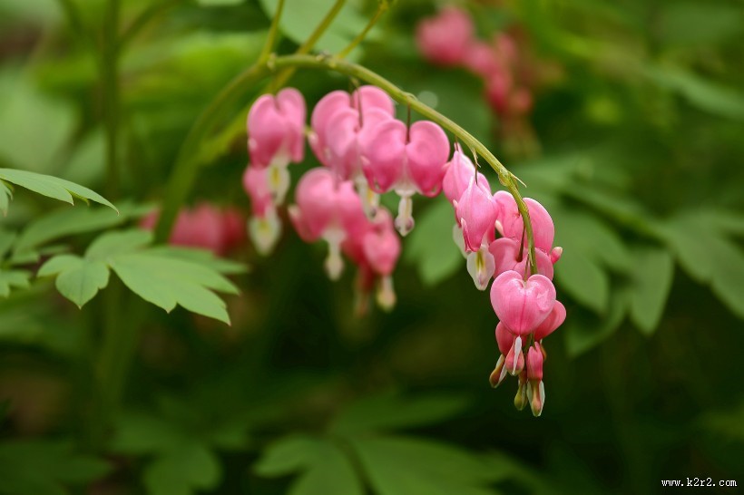 耐寒的荷包牡丹图片