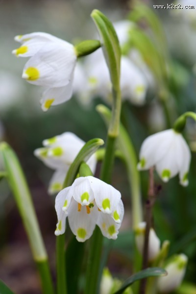 白色的夏雪片莲图片