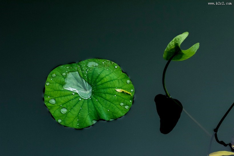 雨后池塘中的荷叶图片