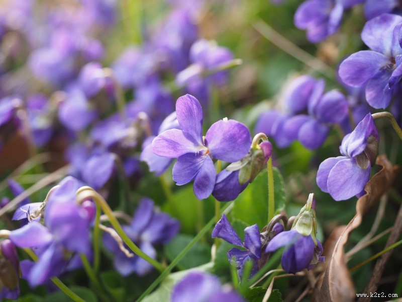 盛开的紫罗兰图片