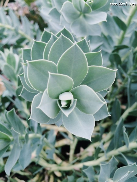 多肉特写图片大全