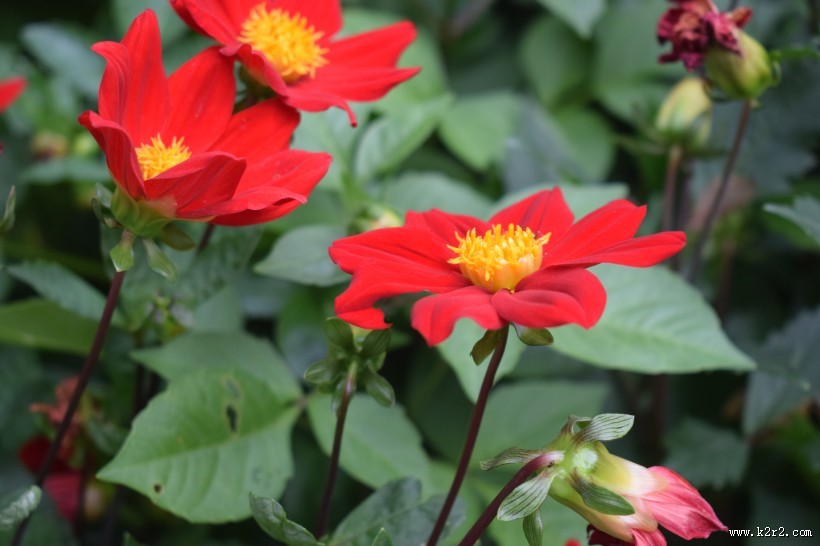 盛开的红色大丽花图片