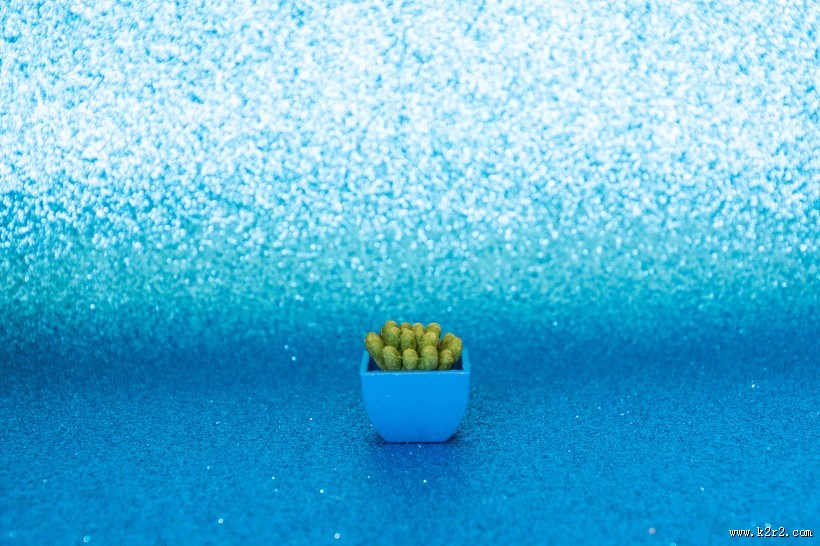 迷你仙人掌盆栽图片大全