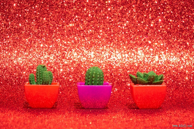 迷你仙人掌盆栽图片大全