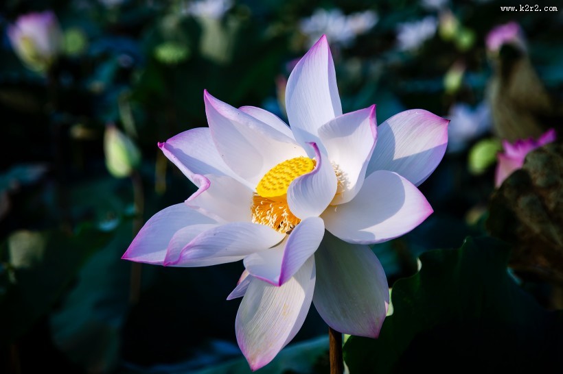 淡雅的荷花图片