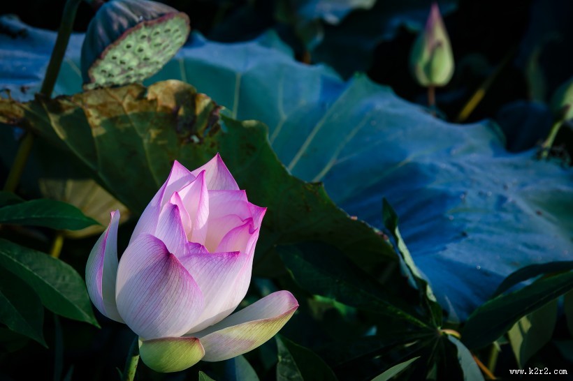 淡雅的荷花图片