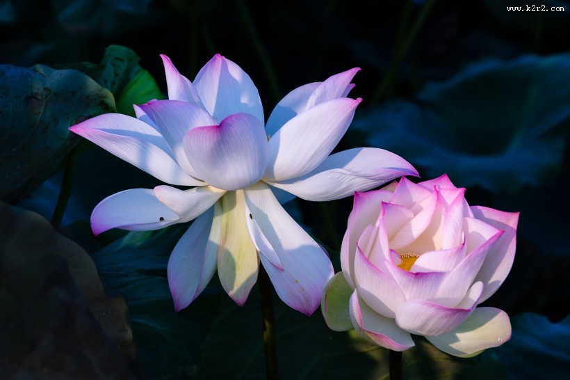 淡雅的荷花图片