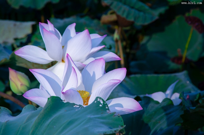 淡雅的荷花图片