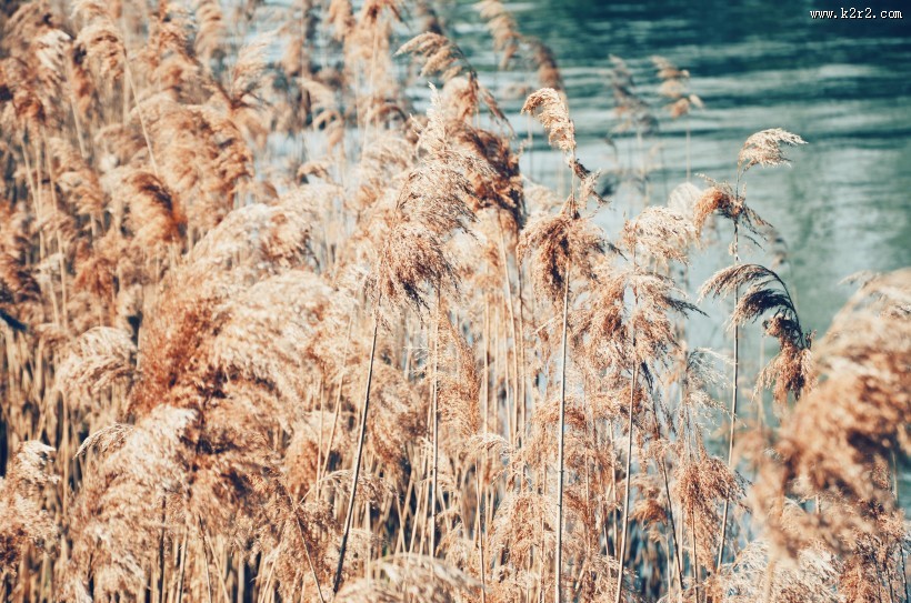 泛黄的芦苇图片