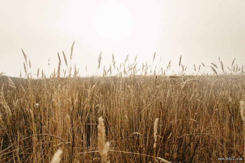 泛黄的芦苇图片