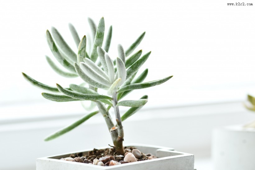 清新的多肉图片