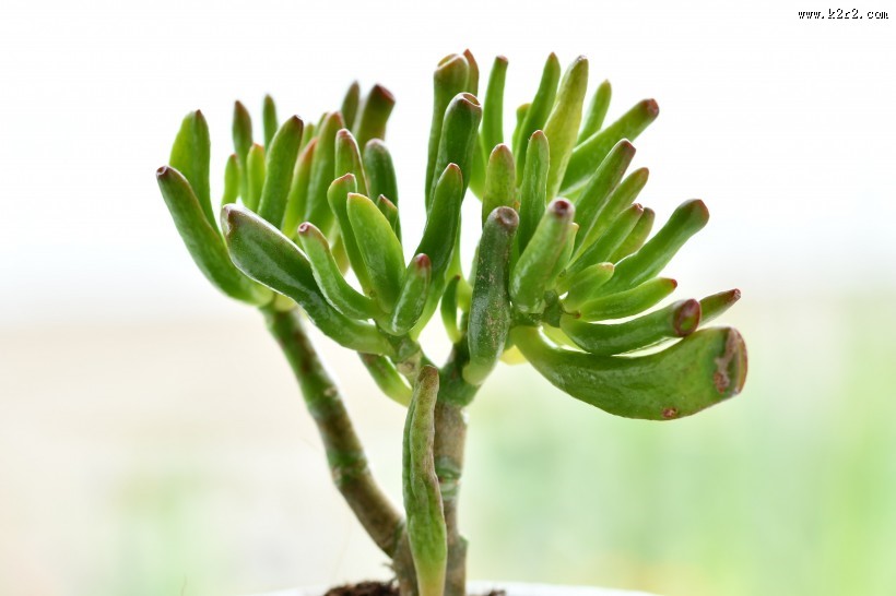 清新的多肉图片