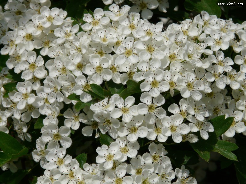 雪白的梨花图片