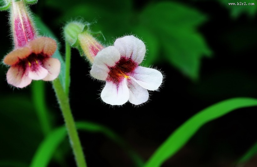 地黄花图片大全