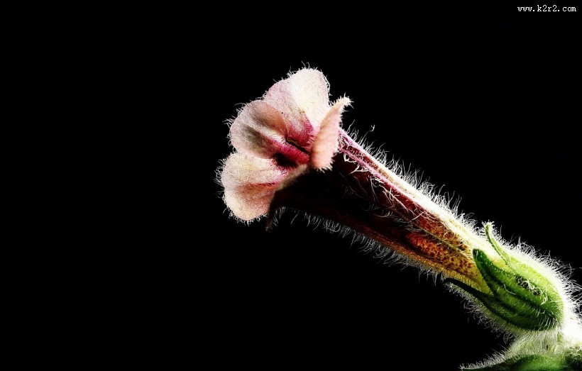 地黄花图片大全