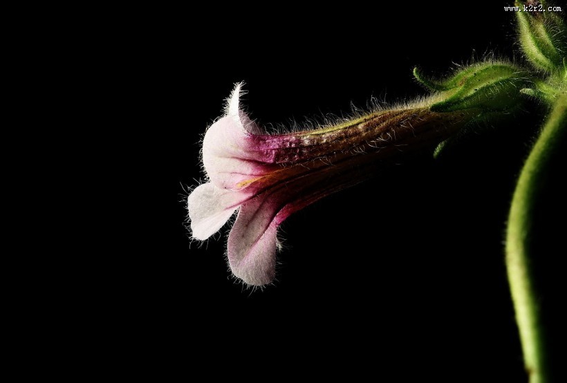 地黄花图片大全