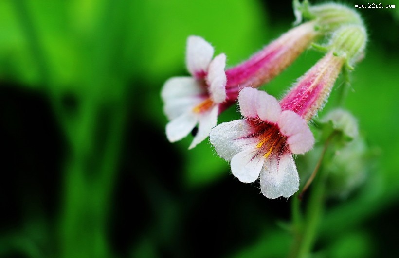 地黄花图片大全
