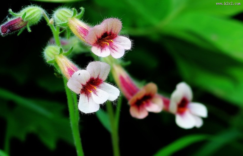 地黄花图片大全
