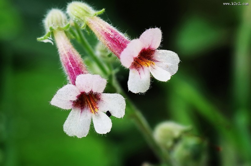 地黄花图片大全