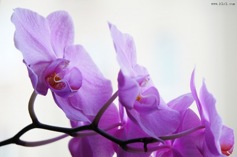 美丽的花蕊图片