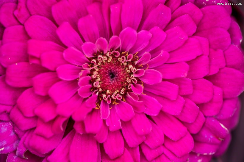 美丽的花蕊图片