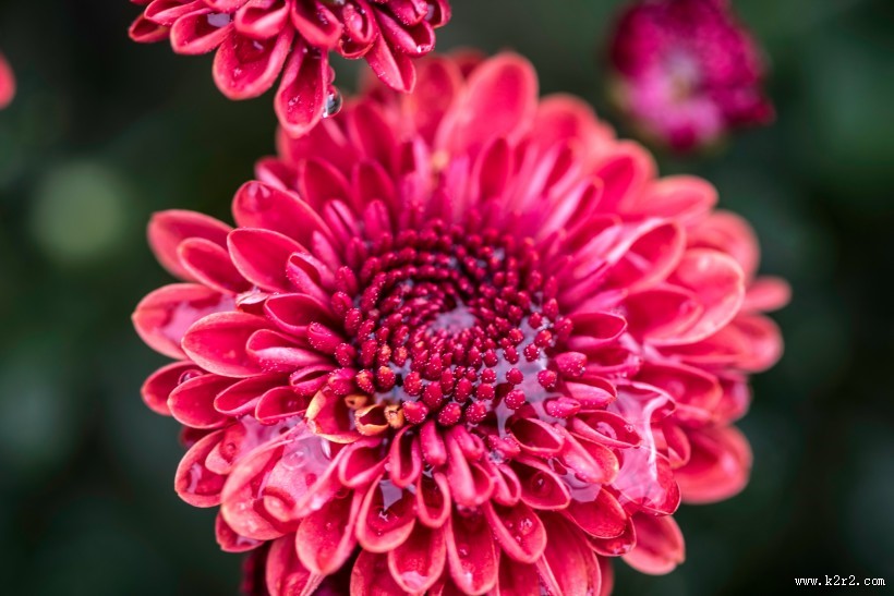 美丽的花蕊图片