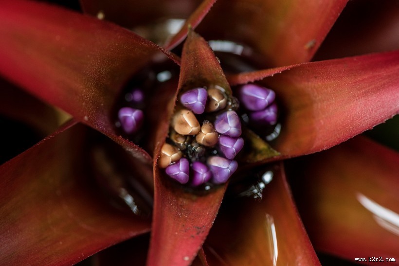 美丽的花蕊图片