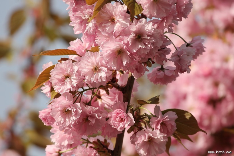 盛开似锦的樱花图片