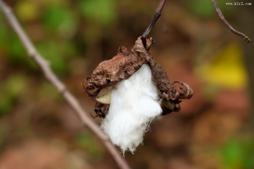 雪白的棉花图片大全