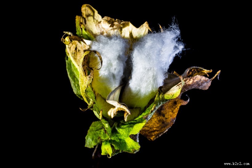 雪白的棉花图片大全