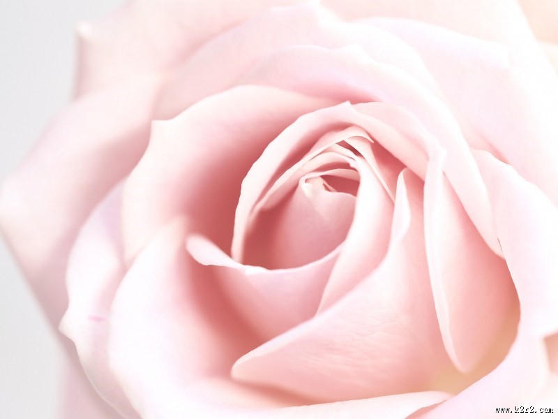 芬芳的玫瑰花图片