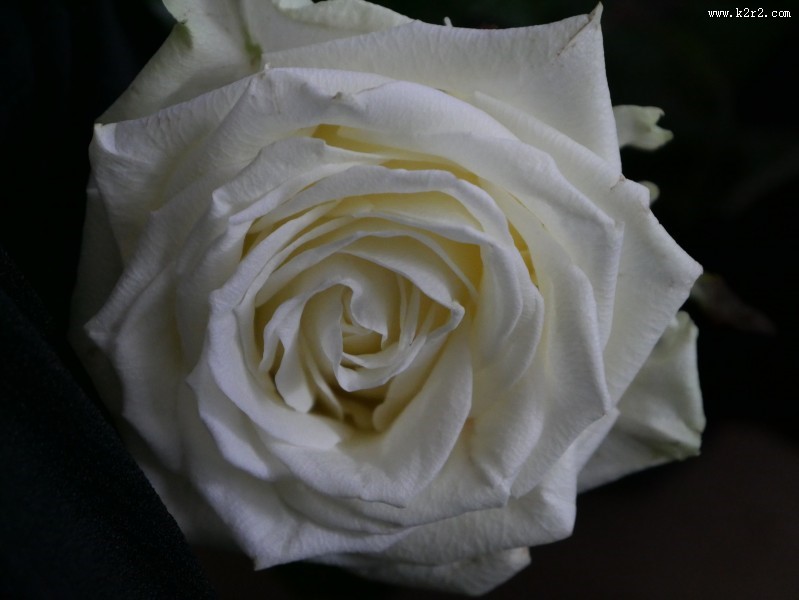 芬芳的玫瑰花图片