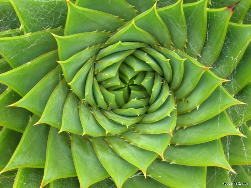 唯美的多肉植物图片